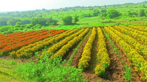 Shelgaon