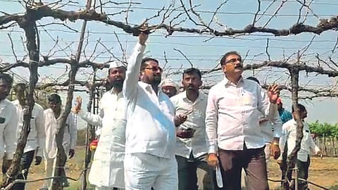 Grape Crop Damage