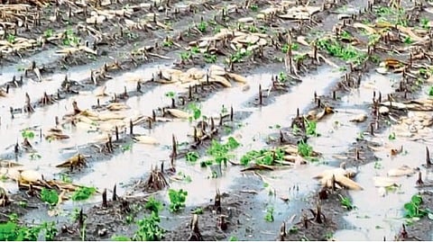 Crop Insurance