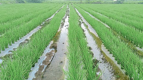 Paddy Cultivation 