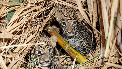 Leopard Cub