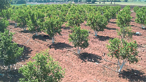 Horticulture Development Mission Scheme