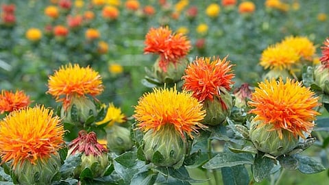 Safflower Cultivation | Safflower Farming Guide | Marathwada Safflower Sowing