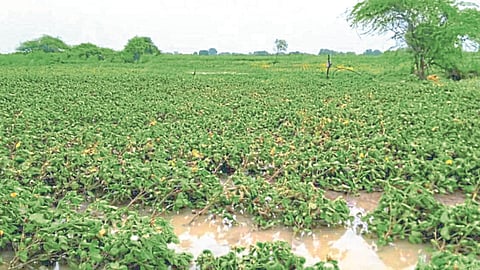 Crop Damage