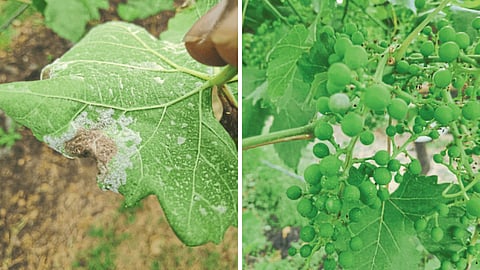 Grape Disease