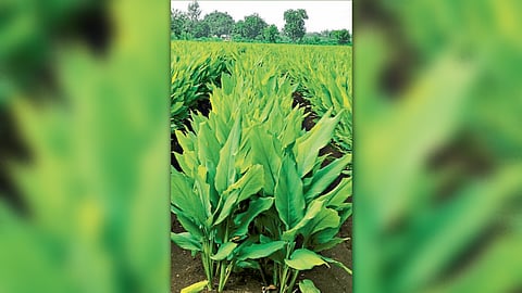 Turmeric 