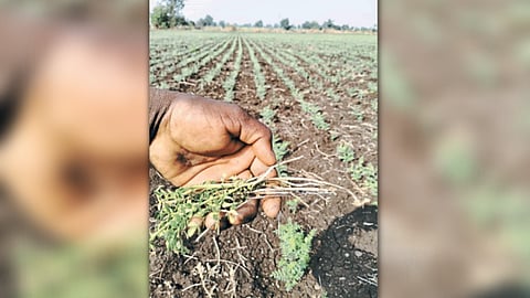 Chana Disease