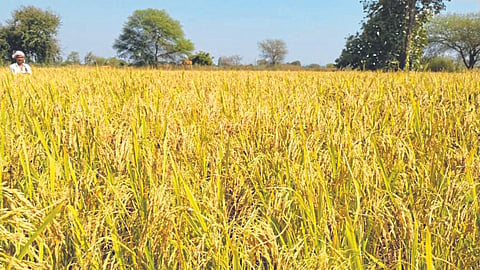 Paddy Sowing | Paddy Productivity 