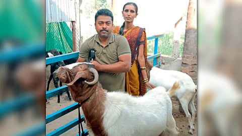 Goat Farming 