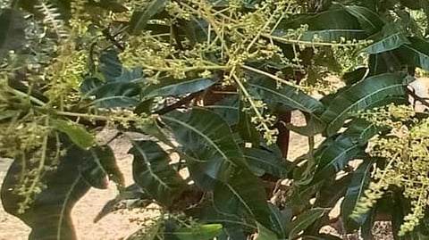  Mango