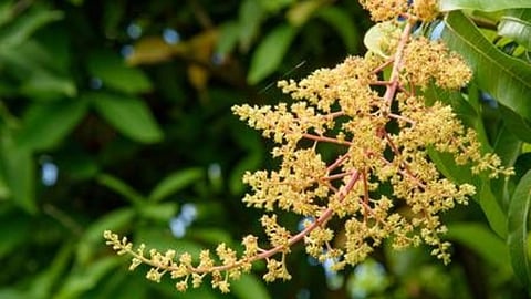 Mango Production