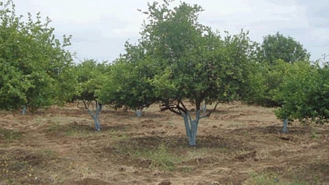 Horticulture 