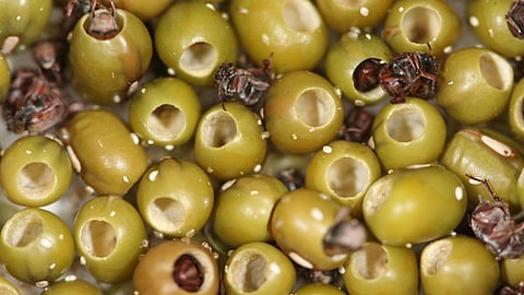 Stored Pulses Pest