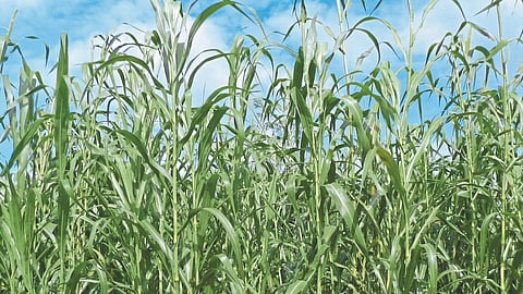 MIllet