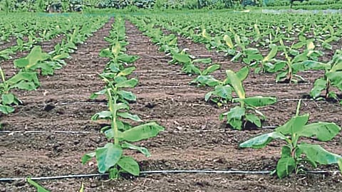 Banana cultivation continues in Khandesh