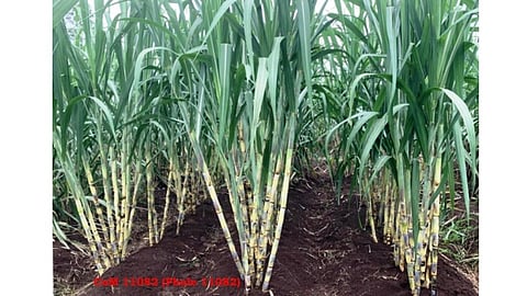 Sugarcane Phule 11082