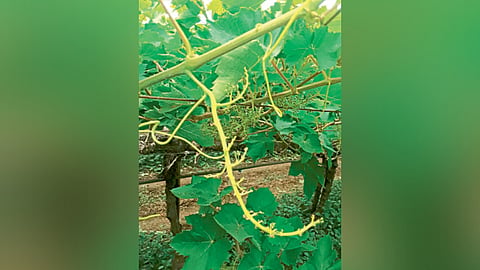Grape Management