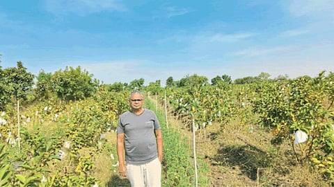 Organic Farming 