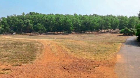 Grazing Land
