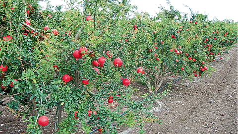 Pomegranate Insurance Scheme