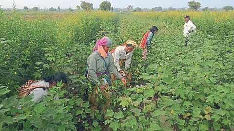 Cotton Harvesting 
