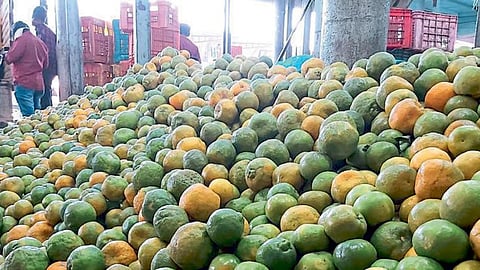Nagpur Orange 