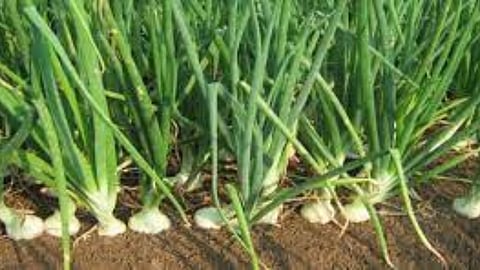 White Onion Production