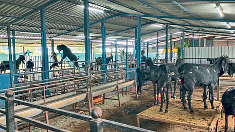 Goat Farming