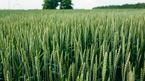 Wheat 
