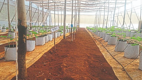 Bamboo Polyhouse 