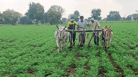 Cultivation Update