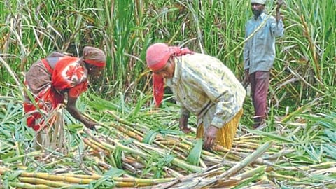 Sugar Production