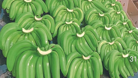Banana Market