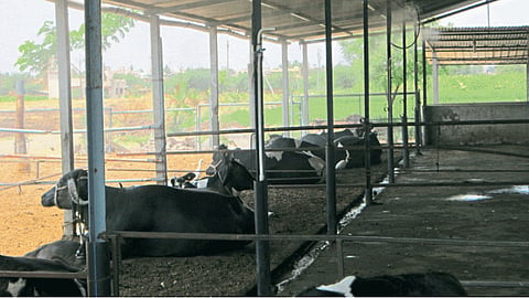 Milch Animal
