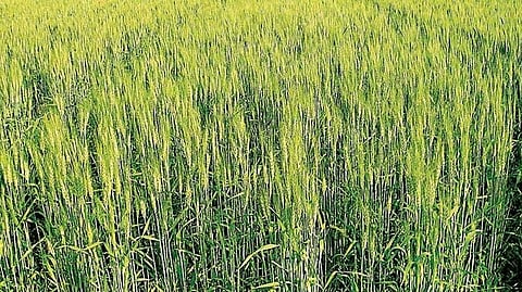 Wheat 