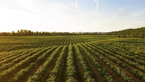 Sustainable Agriculture 