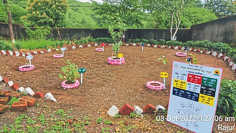 Medicinal Plant Garden | Rashtriya Ayush Abhiyan