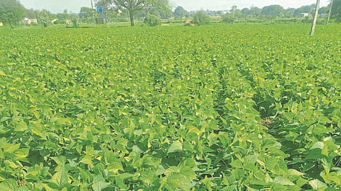 Rajma Crop