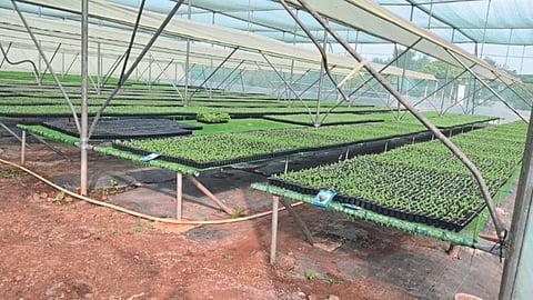Vegetable Nursery | Vegetable Rate