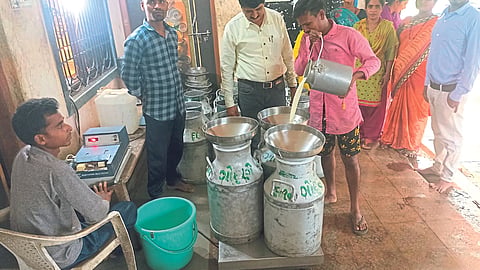 Dairy Business