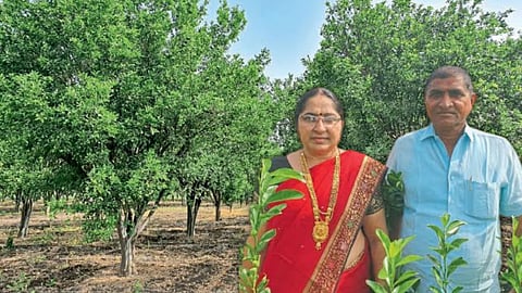 Orange Orchard