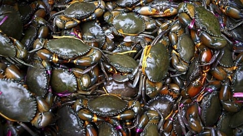 Crab Farming