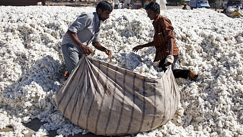 Cotton Market