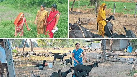 Goat Farming