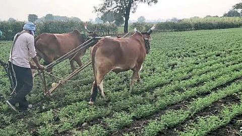 Chana Sowing 