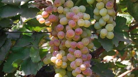 Pink Berry In grape Crop
