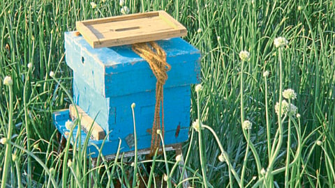 Bee Keeping