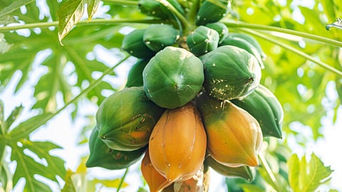 Papaya Rate 