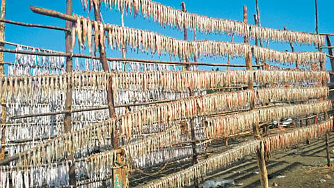 Fish Market