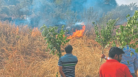 Forest Fire 